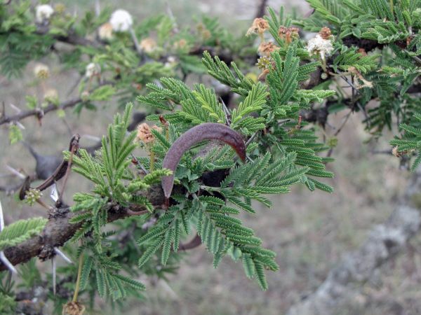 Acacia drepanolobium 
Whistling Thorn (Eng) Fluitende Naaldboom (Ned)
Trefwoorden: Plant;Fabaceae;vrucht