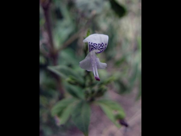 Hypoestes forskaolii
White Ribbon Bush (Eng)
Trefwoorden: Plant;Acanthaceae;Bloem;lila;wit