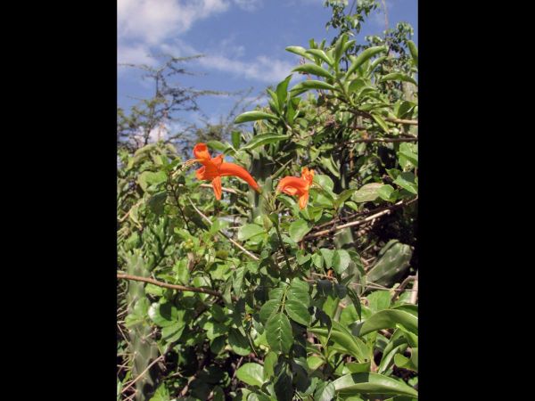 Tecoma capensis
Cape Honeysuckle (Eng)
Trefwoorden: Plant;Bignoniaceae;Bloem;oranje