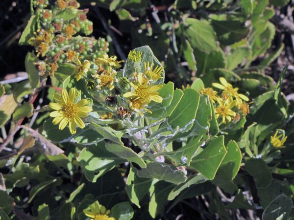 Chrysanthemoides monilifera
Common Thickberry (Eng) Bitou (Afr)
Trefwoorden: Plant;Asteraceae;Bloem;geel
