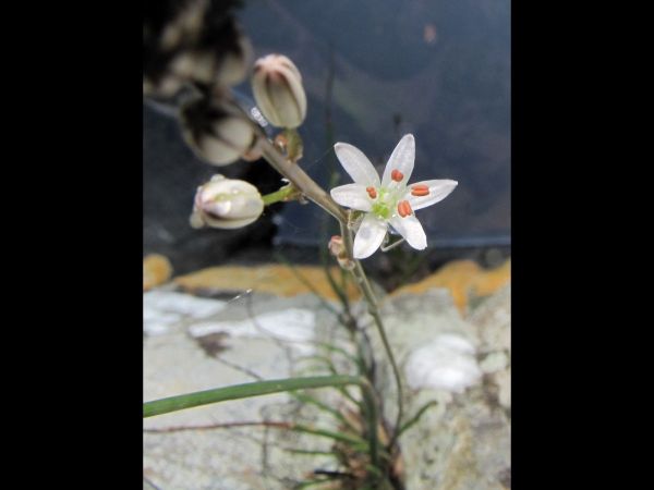 Ornithogalum tenuifolium
Common Chincherinchee (Eng)
Trefwoorden: Plant;Asparagaceae;Bloem;wit