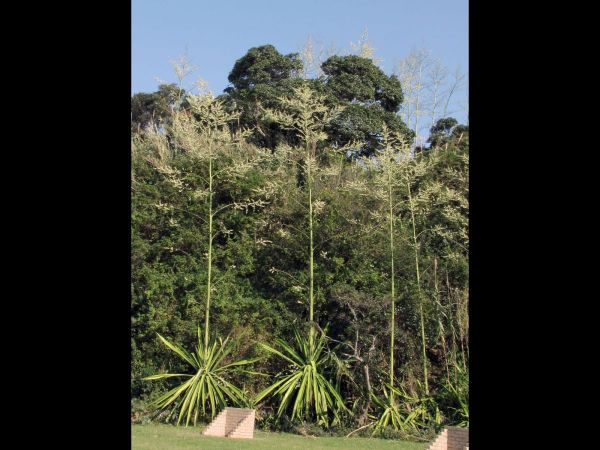 Furcraea foetida
Mauritius Hemp (Eng)
Trefwoorden: Plant;Asparagaceae;Bloem;groen