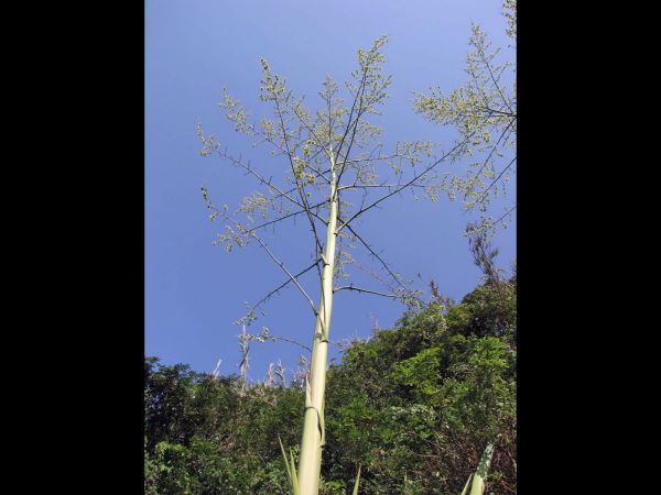 Furcraea foetida
Mauritius Hemp (Eng)
Trefwoorden: Plant;Asparagaceae;Bloem;groen