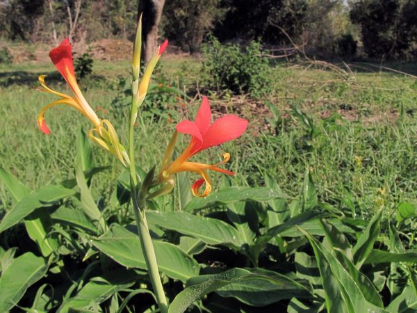 Canna indica
Indian Shot (Eng)
Trefwoorden: Plant;Cannaceae;Bloem;rood