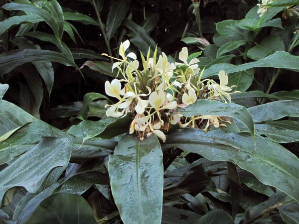 Hedychium coronarium
White Ginger Lily (Eng) Witgemmerlelie (Afr)
Trefwoorden: Plant;Zingiberaceae;Bloem;wit