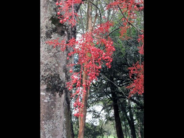 Brachychiton acerifolius
Illawarra Flame Tree (Eng)
Trefwoorden: Plant;Boom;Malvaceae;Bloem;rood