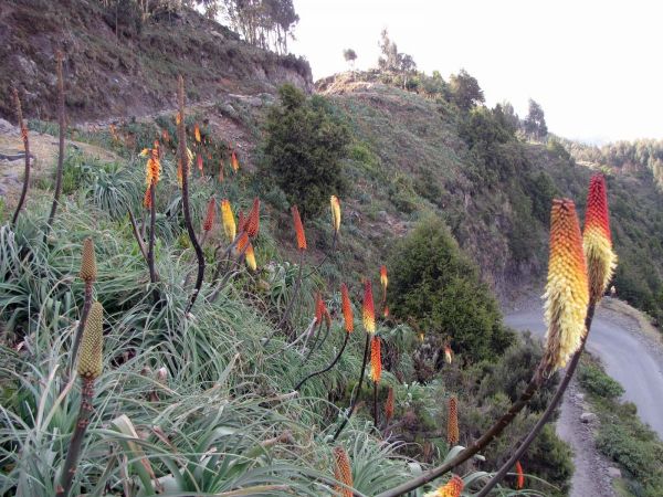 Kniphofia uvaria
Red Hot Poker (Eng)
Trefwoorden: Plant;Asphodelaceae;Bloem;geel;rood;oranje
