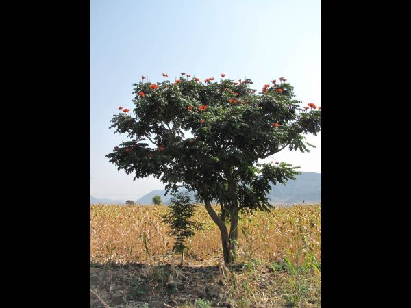 Spathodea campanulata
African Tulip Tree (Eng)
Trefwoorden: Plant;Boom;Bignoniaceae;Bloem;rood
