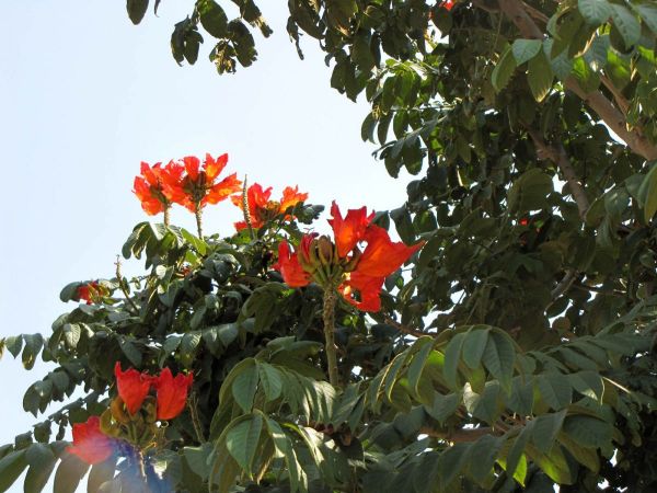 Spathodea campanulata
African Tulip Tree (Eng)
Trefwoorden: Plant;Boom;Bignoniaceae;Bloem;rood