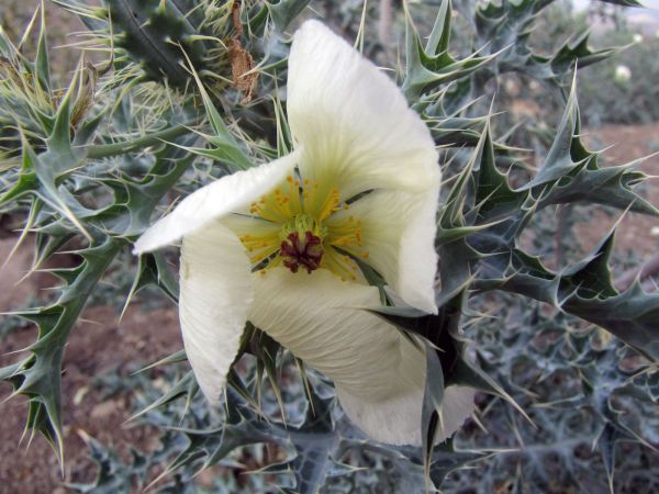 Argemone mexicana
Mexican poppy (Eng) Stekelpapaver (Afr)
Trefwoorden: Plant;Papaveraceae;Bloem;wit