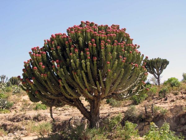 Euphorbia abyssinica
Trefwoorden: Plant;Boom;Euphorbiaceae