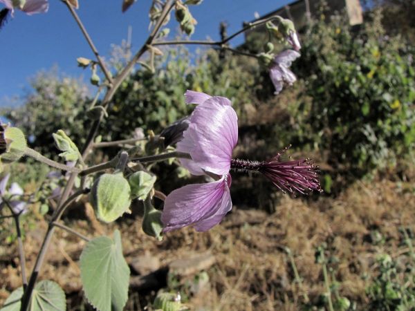 Abutilon longicuspe
Chatt Stick (Eng)
Trefwoorden: Plant;Malvaceae;Bloem;paars
