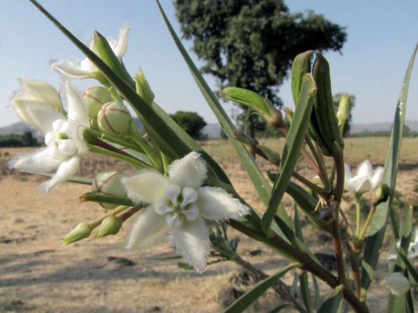 Kanahia laniflora
Trefwoorden: Plant;Apocynaceae;Bloem;wit