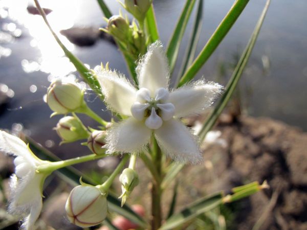 Kanahia laniflora
Trefwoorden: Plant;Apocynaceae;Bloem;wit