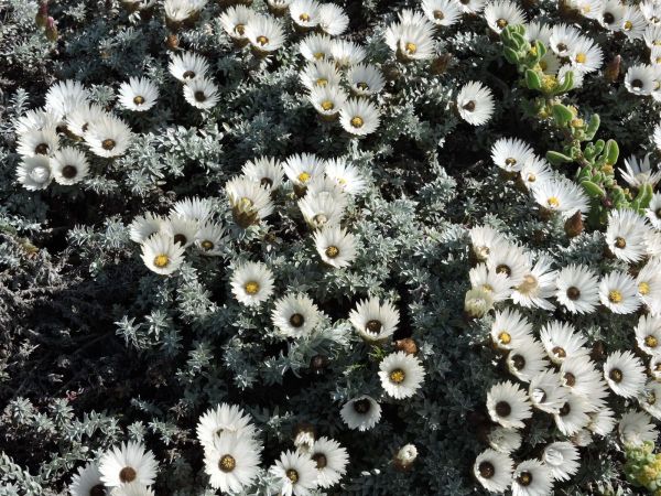 Helichrysum retortum
Beach Everrlasting (Eng)
Trefwoorden: Plant;Asteraceae;Bloem;wit