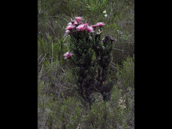 Phaenocoma prolifera
False Everlasting (Eng) Rooisewejaartjie (Afr)
Trefwoorden: Plant;Asteraceae;Bloem;roze