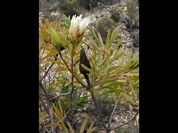 Protea repens
Common Sugarbush (Eng)
Trefwoorden: Plant;Proteaceae;Bloem;wit