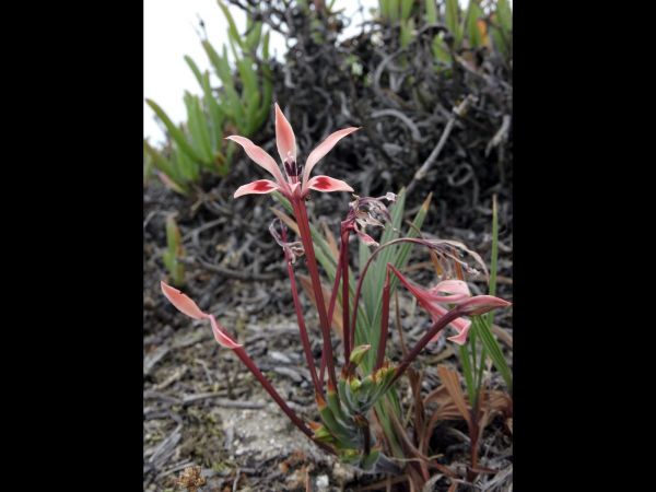 Lapeirousia anceps
Longtube Cabong (Eng) Pienk Koringblom (Afr)
Trefwoorden: Plant;Iridaceae;Bloem;rood;roze