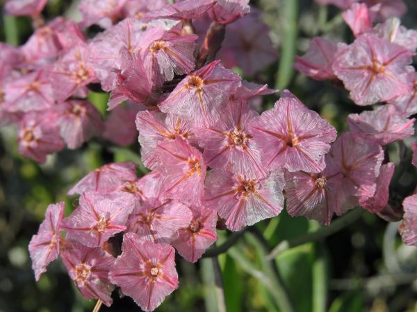 Limonium peregrinum
Sea Lavender (Eng) Papierblom (Afr)
Trefwoorden: Plant;Plumbaginaceae;Bloem;roze