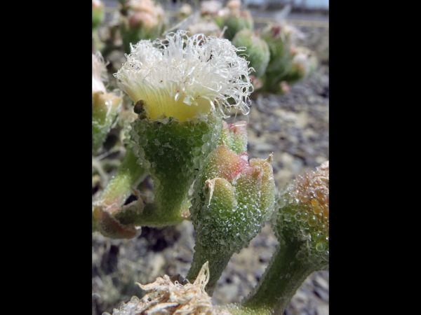 Mesembryanthemum guerichianum
Ice Plant (Eng) Brakslaai (Afr)
Trefwoorden: Plant;Aizoaceae;Bloem;wit