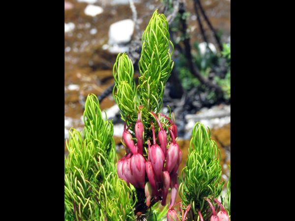 Erica plukenetii
Coat-Hanger Heath (Eng) Hangertjie (Afr)
Trefwoorden: Plant;Ericaceae;Bloem;rood
