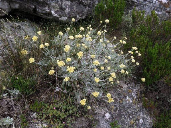 Helichrysum grandiflorum
Grand Strawflower (Eng) Wit Sewejaartjie (Afr)
Trefwoorden: Plant;Asteraceae;Bloem;geel