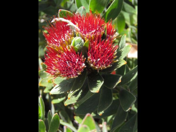 Leucospermum oleifolium
Tufted Pincushion (Eng)
Trefwoorden: Plant;Proteaceae;Bloem;rood;geel;oranje
