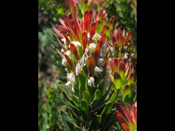 Mimetes cucullatus
Red Pagoda (Eng) Rooistompie (Afr)
Trefwoorden: Plant;Proteaceae;Bloem;rood
