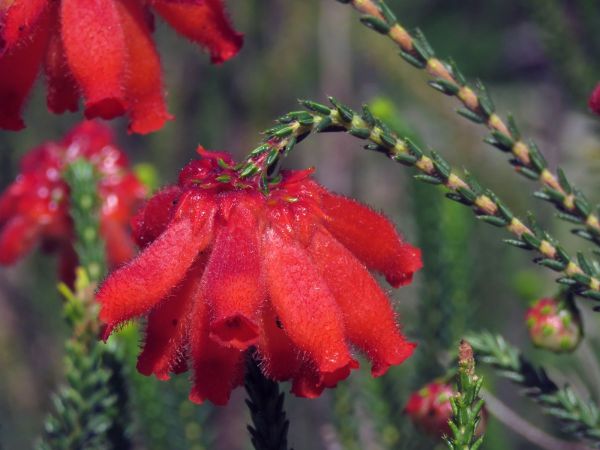 Erica cerinthoides
Fire Heath (Eng) Rooihaartjie (Afr)
Trefwoorden: Plant;Ericaceae;Bloem;rood