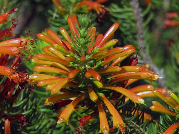 Erica abietina subsp. aurantiaca
Red Heath (Eng) Rooiklossieheide (Afr)
Trefwoorden: Plant;Ericaceae;Bloem;oranje;rood
