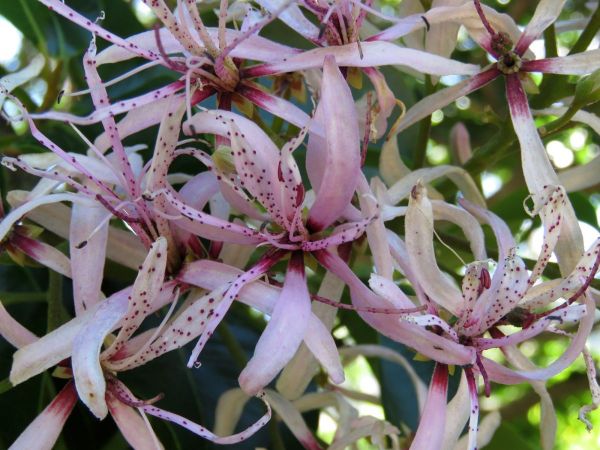 Calodendrum capense
Cape Chestnut (Eng) Wildekastaiing (Afr)
Trefwoorden: Plant;Rutaceae;Bloem;roze