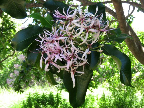 Calodendrum capense
Cape Chestnut (Eng) Wildekastaiing (Afr)
Trefwoorden: Plant;Boom;Rutaceae;Bloem;roze;wit