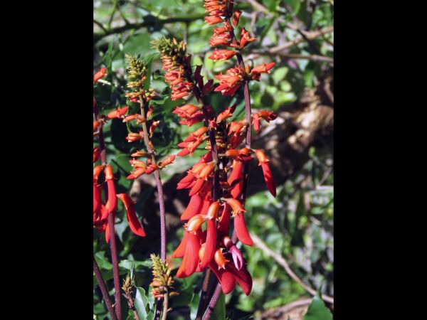 Erythrina humeana
Dwarf Coral Tree (Eng) Kleinkoraalboom (Afr) 
Trefwoorden: Plant;Boom;Fabaceae;Bloem;rood