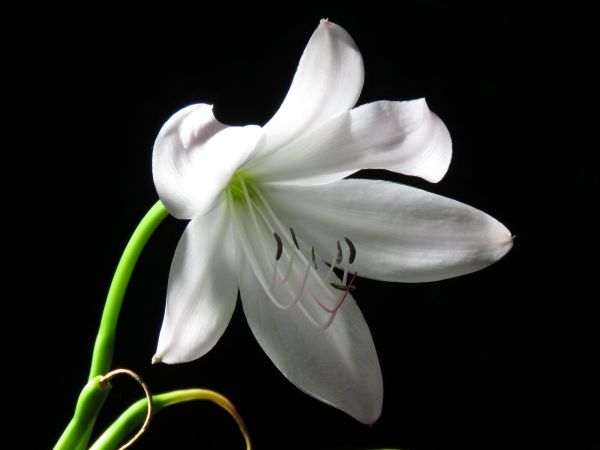Crinum Moorei
Natal Lily (Eng) Natallelie (Afr)
Trefwoorden: Plant;Amaryllidaceae;Bloem;wit