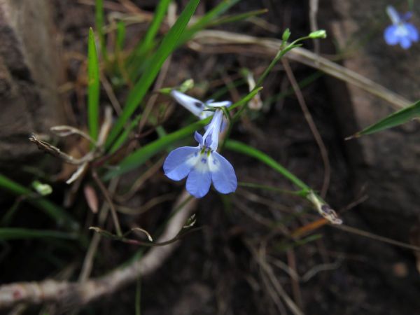 Lobelia erinus
Edging Lobelia (Eng)
Trefwoorden: Plant;Campanulaceae;Bloem;blauw