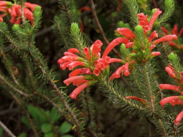 Erica abietina subsp. abietina
Red Heath (Eng) Rooiklossieheide (Afr)
Trefwoorden: Plant;Ericaceae;Bloem;rood