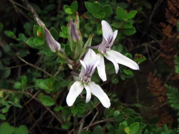 Disa harveiana
Lilac Disa (Eng)
Trefwoorden: Plant;Orchidaceae;Bloem;paars;wit