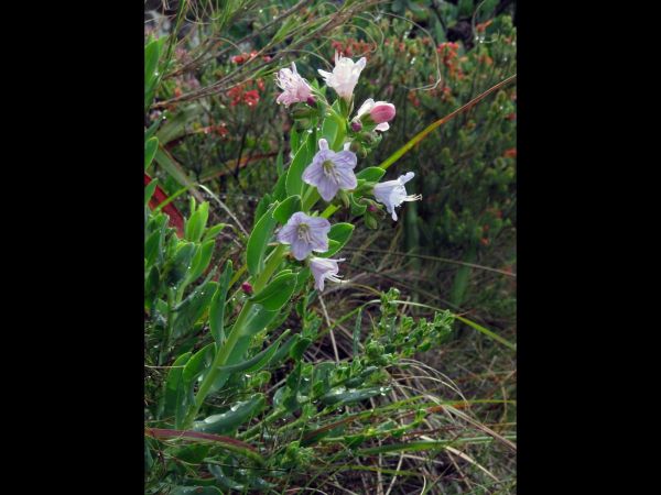 Lobostemon glaucophyllus
Smooth-Leaved Bush Bugloss (Eng)
Trefwoorden: Plant;Boraginaceae;Bloem;blauw