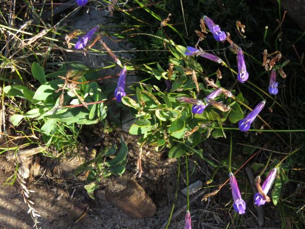Lobelia coronopifolia
Wild Lobelia (Eng) Kussinglobelia (Afr)
Trefwoorden: Plant;Campanulaceae;Bloem;blauw