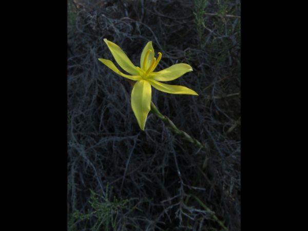 Empodium plicatum
Autumn Star (Eng) Ploegtydblommetjie (Afr)
Trefwoorden: Plant;Hypoxidaceae;Bloem;geel