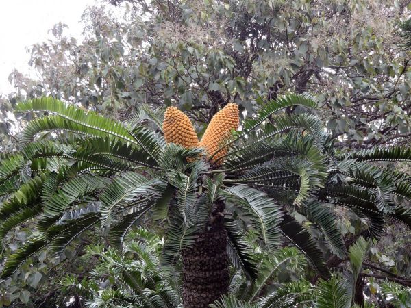 Encephalartos natalensis
Natal Cycad (Eng) Reusebroodboom (Afr) - female cones
Trefwoorden: Plant;Boom;Zamiaceae