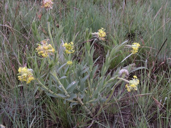 Gnidia; G. polyantha
Escarpment Silver Yellow-head (Eng)
Trefwoorden: Plant;Thymelaeaceae;Bloem;geel
