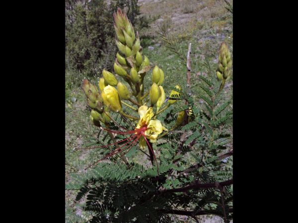 Caesalpinia gilliesii
Bird of Paradise (Eng) Paradijsvogelstruik (Ned)
Trefwoorden: Plant;struik;Fabaceae;Bloem;geel