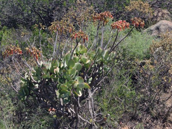 Cotyledon velutina
Pig's Ear (Eng) Plakkie (Afr)
Trefwoorden: Plant;Crassulaceae;Bloem;rood