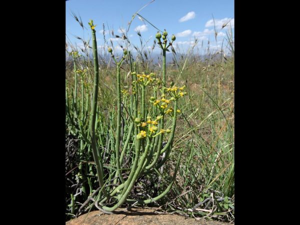 Euphorbia mauritanica
Pencil Milk Bush (Eng) Geelmelkbos (Afr) 
Trefwoorden: Plant;Euphorbiaceae;Bloem;geel