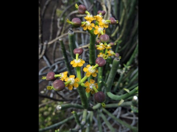 Euphorbia mauritanica
Pencil Milk Bush (Eng) Geelmelkbos (Afr)
Trefwoorden: Plant;Euphorbiaceae;Bloem;geel