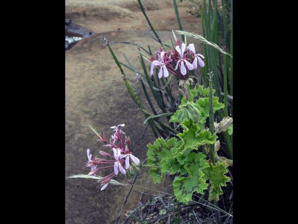 Pelargonium zonale
Horse-shoe pelargonium (Eng) Wildemalva (Afr)
Trefwoorden: Plant;Geraniaceae;Bloem;roze