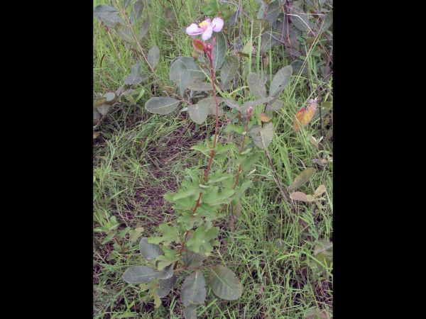 Clappertonia ficifolia
Bolo Bolo (Cam)
Trefwoorden: Plant;Malvaceae;Bloem;purper