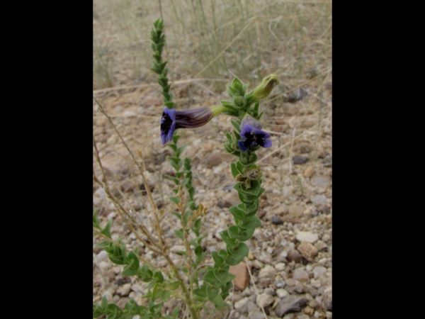 Anticharis imbricata
Trefwoorden: Plant;Scrophulariaceae;Bloem;blauw