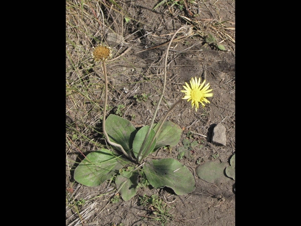 Haplocarpha scaposa
False Gerbera (Eng) Melktou (Afr) Khutsana (Sotho) Isikhali (Xhosa)
Trefwoorden: Plant;Asteraceae;Bloem;geel